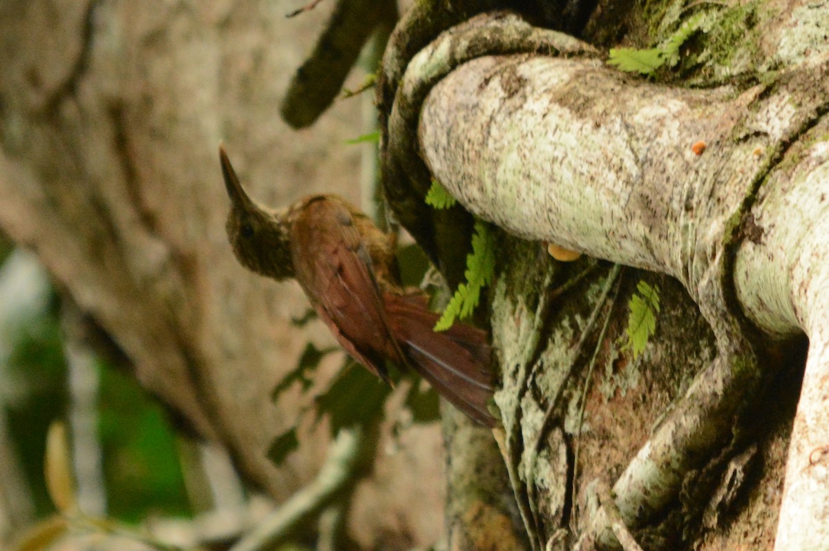 Buff-throated Woodcreeper - ML288029651