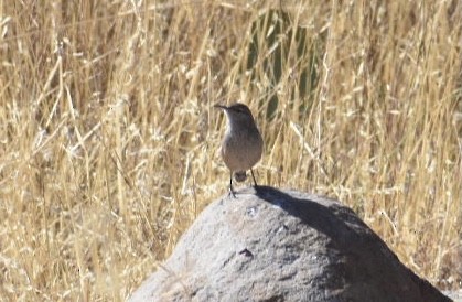 Rock Wren - Larry Langstaff