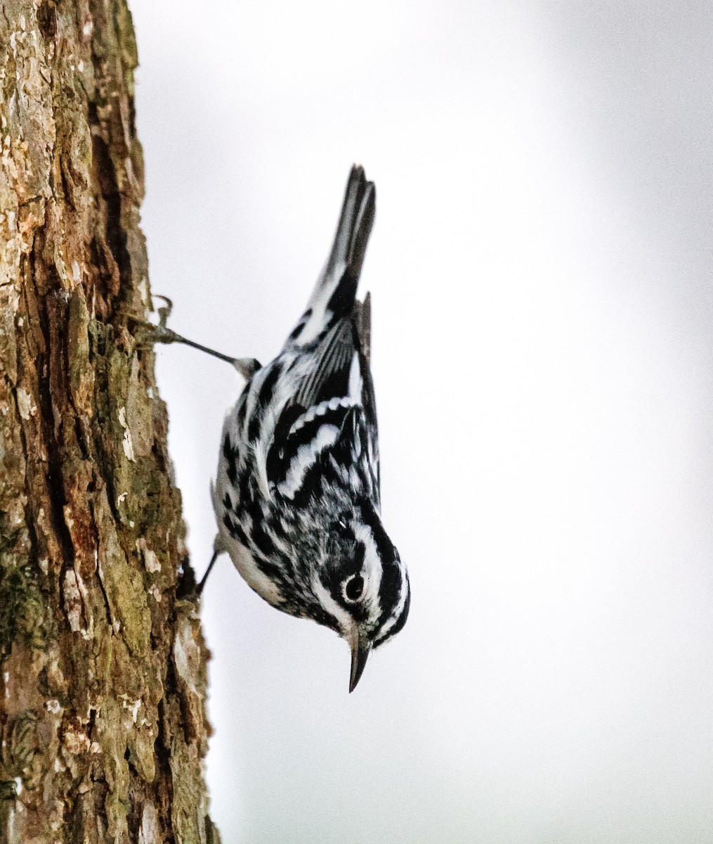 Black-and-white Warbler - Peter Kennerley