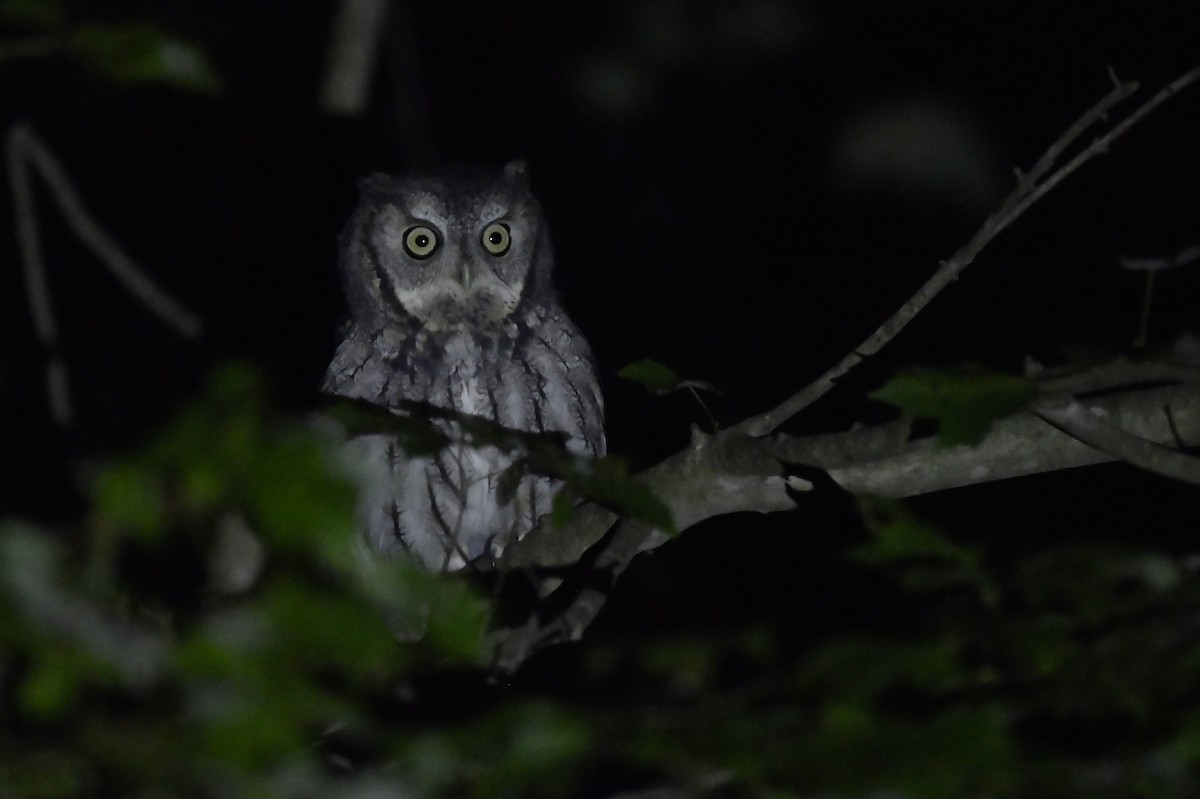 Eastern Screech-Owl - ML288031171