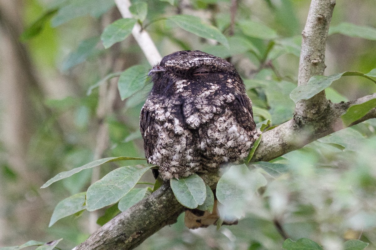 Cuban Nightjar - Peter Kennerley