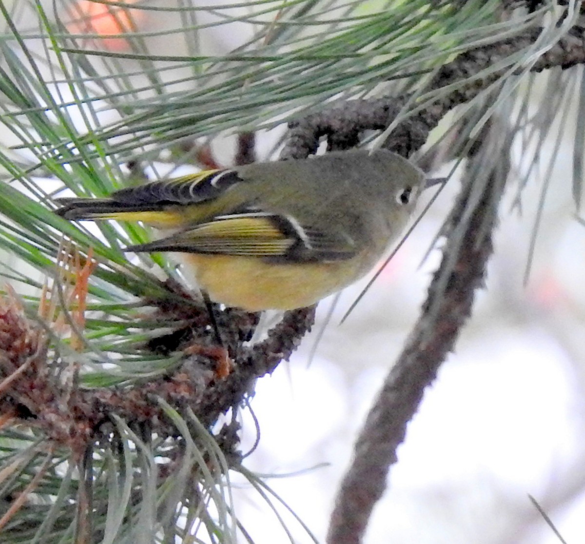 Ruby-crowned Kinglet - shelley seidman