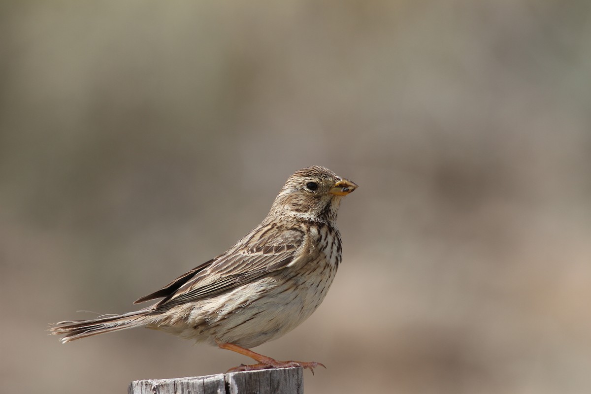 Corn Bunting - ML28803181