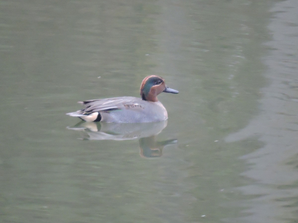 Green-winged Teal - ML288031891