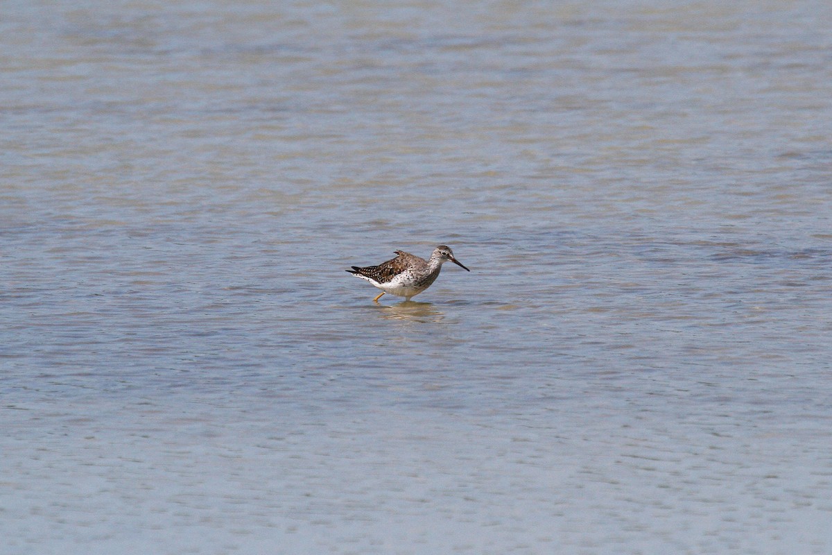 Lesser Yellowlegs - ML288033921