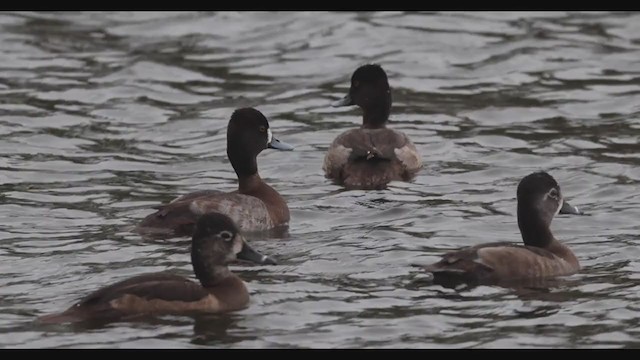 Lesser Scaup - ML288034201