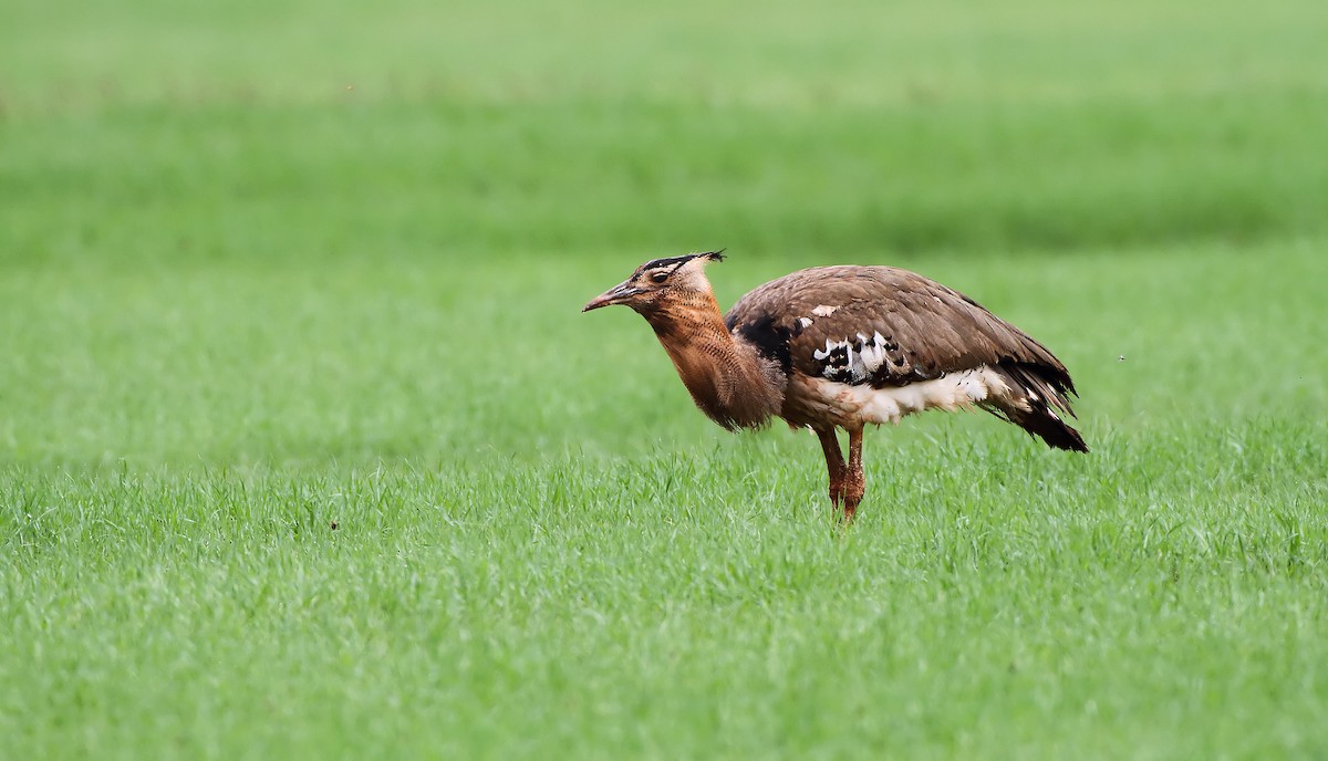 Kori Bustard - ML288034261