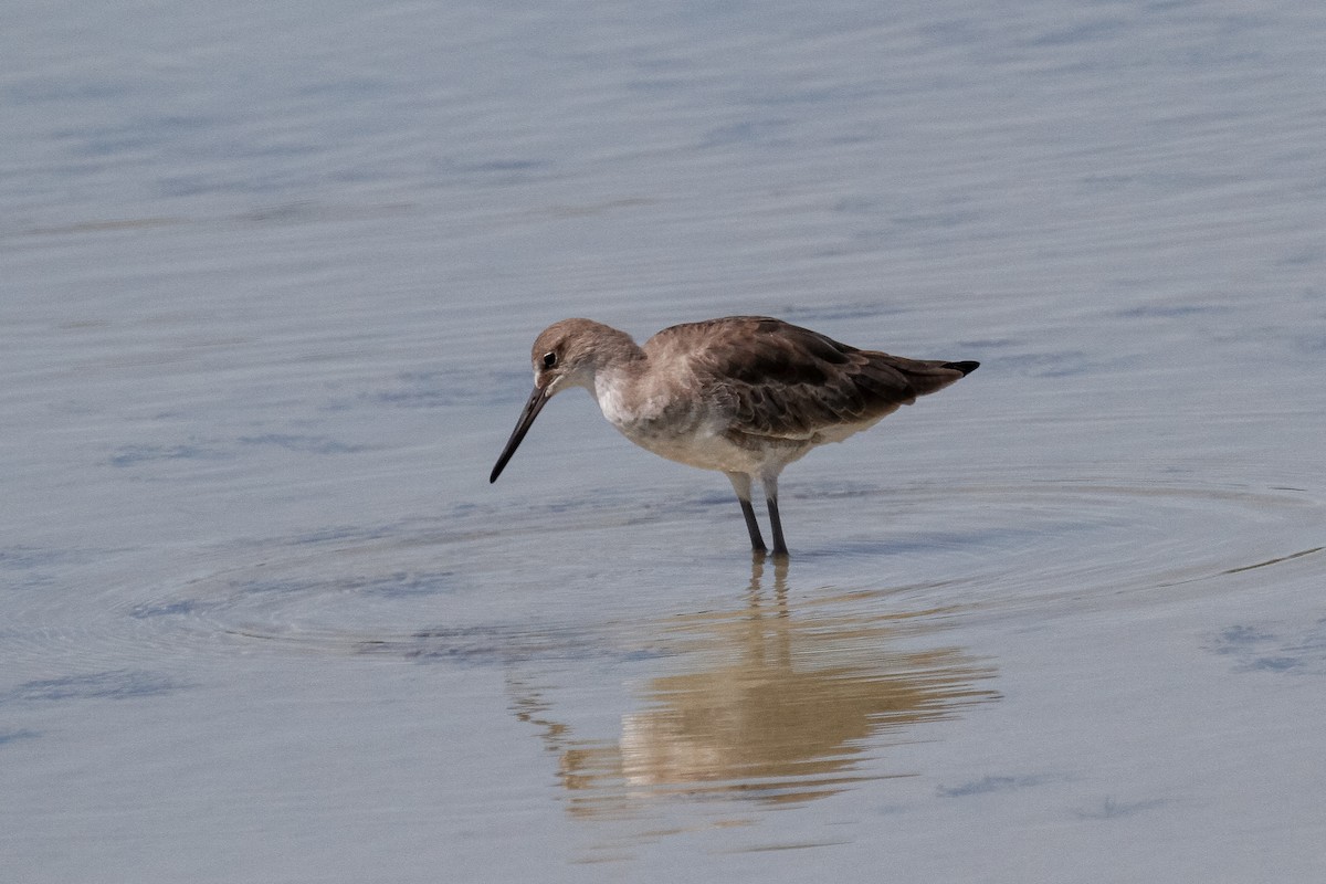 Willet - Peter Kennerley