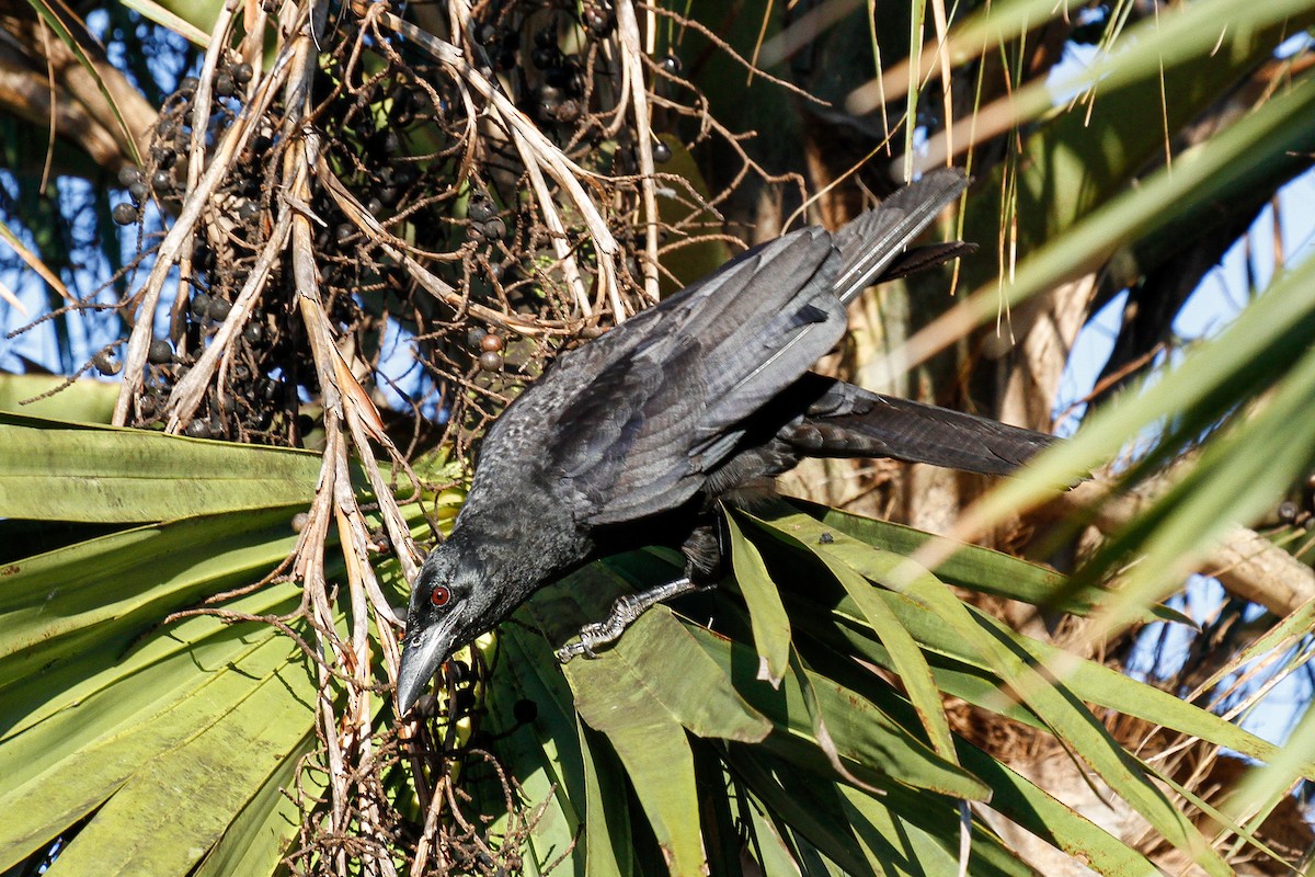 Cuban Crow - ML288035671