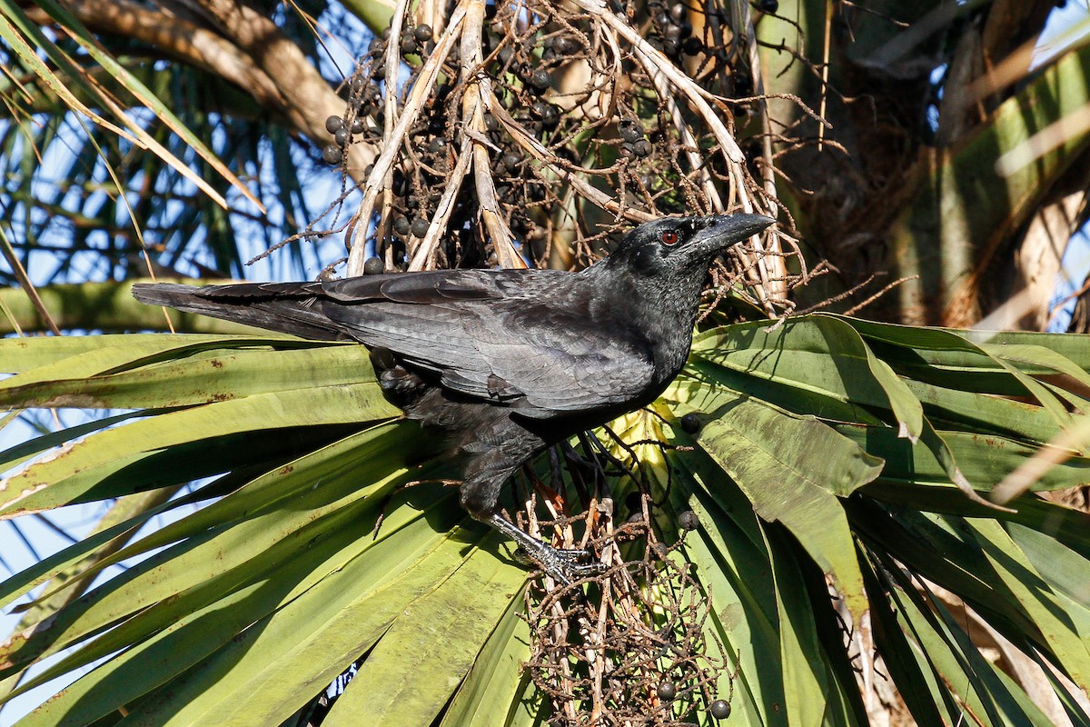 Cuban Crow - Peter Kennerley