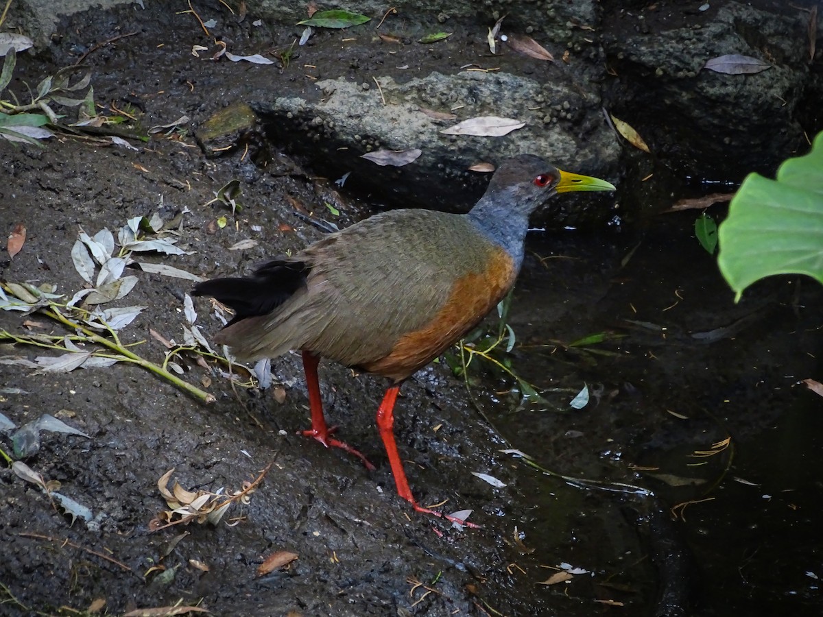 Gray-cowled Wood-Rail - ML288037051