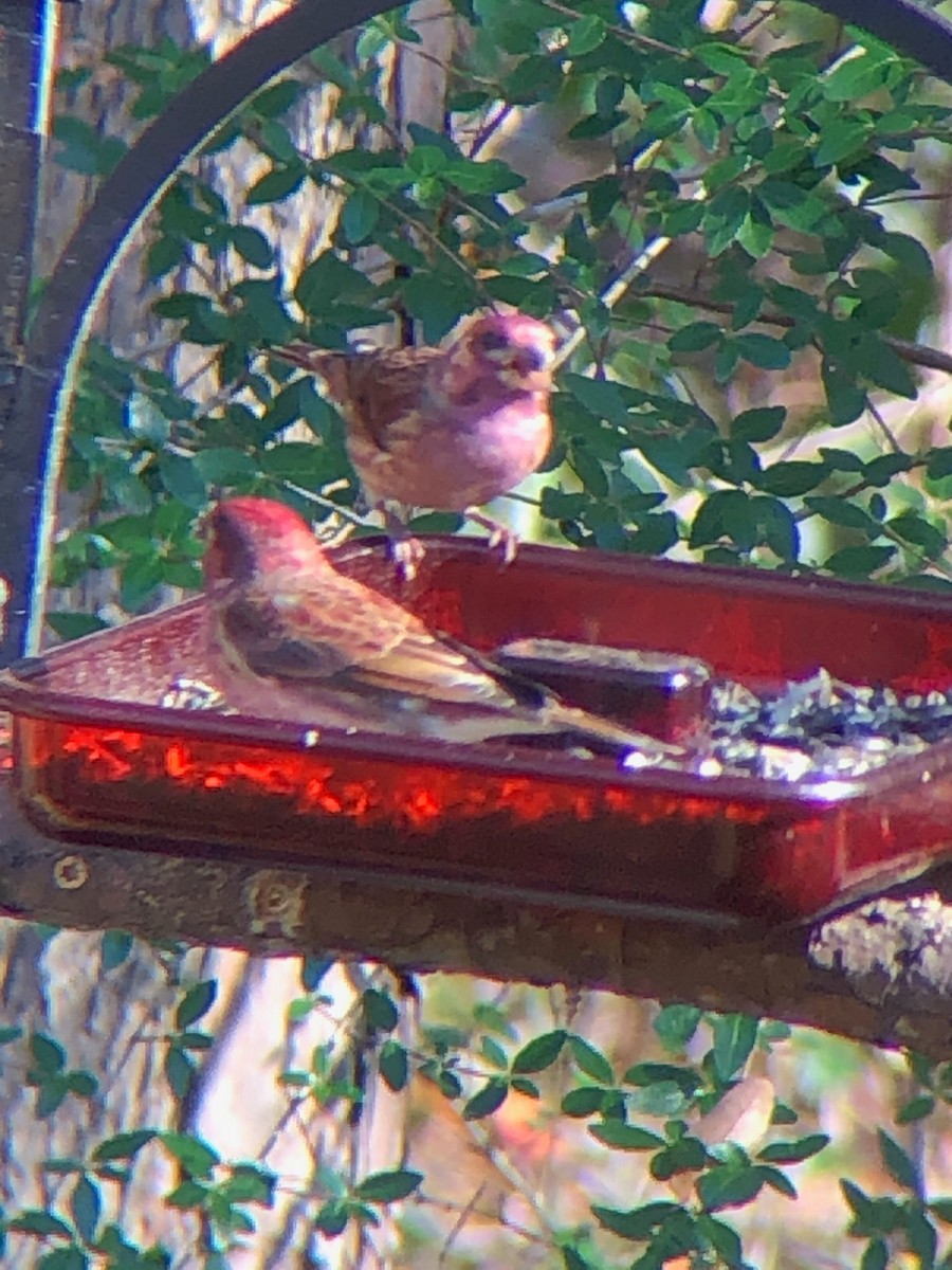 Purple Finch - ML288037381