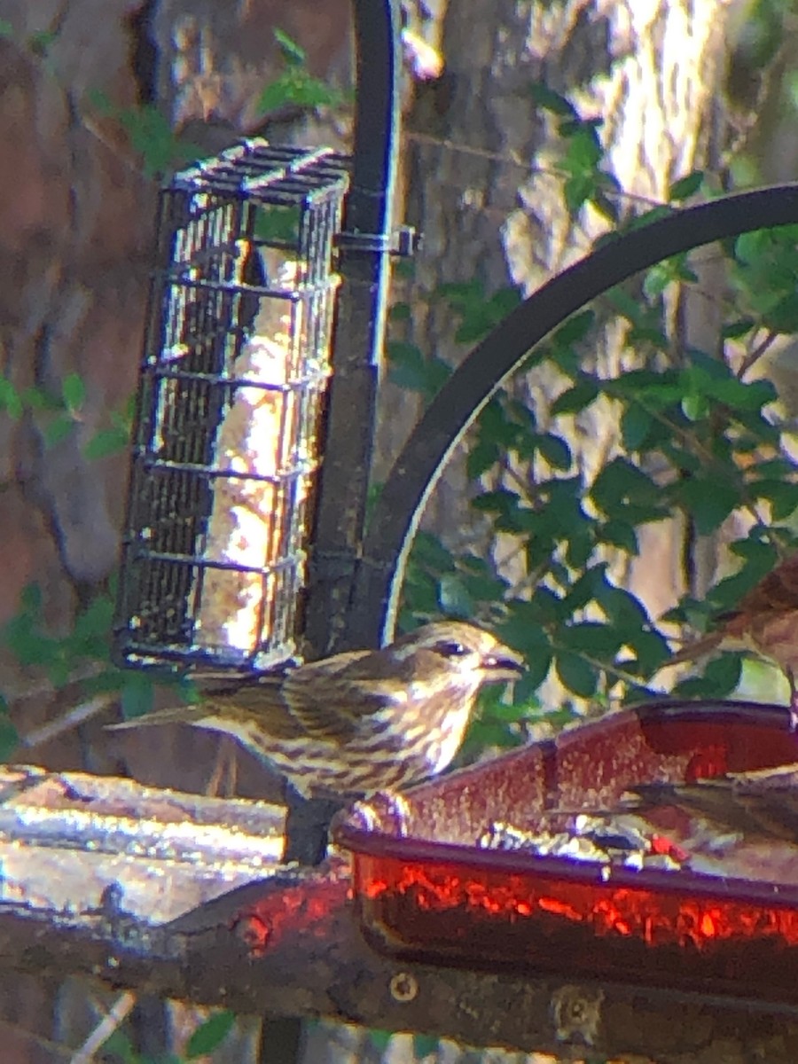 Purple Finch - ML288037411