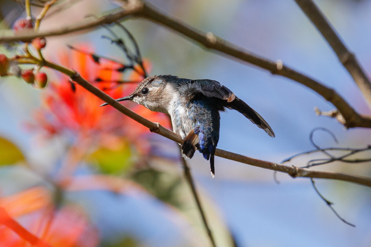 Bee Hummingbird - Peter Kennerley