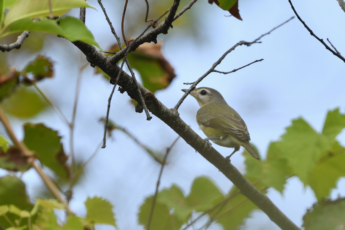 Warbling Vireo (Eastern) - Jonathan Irons