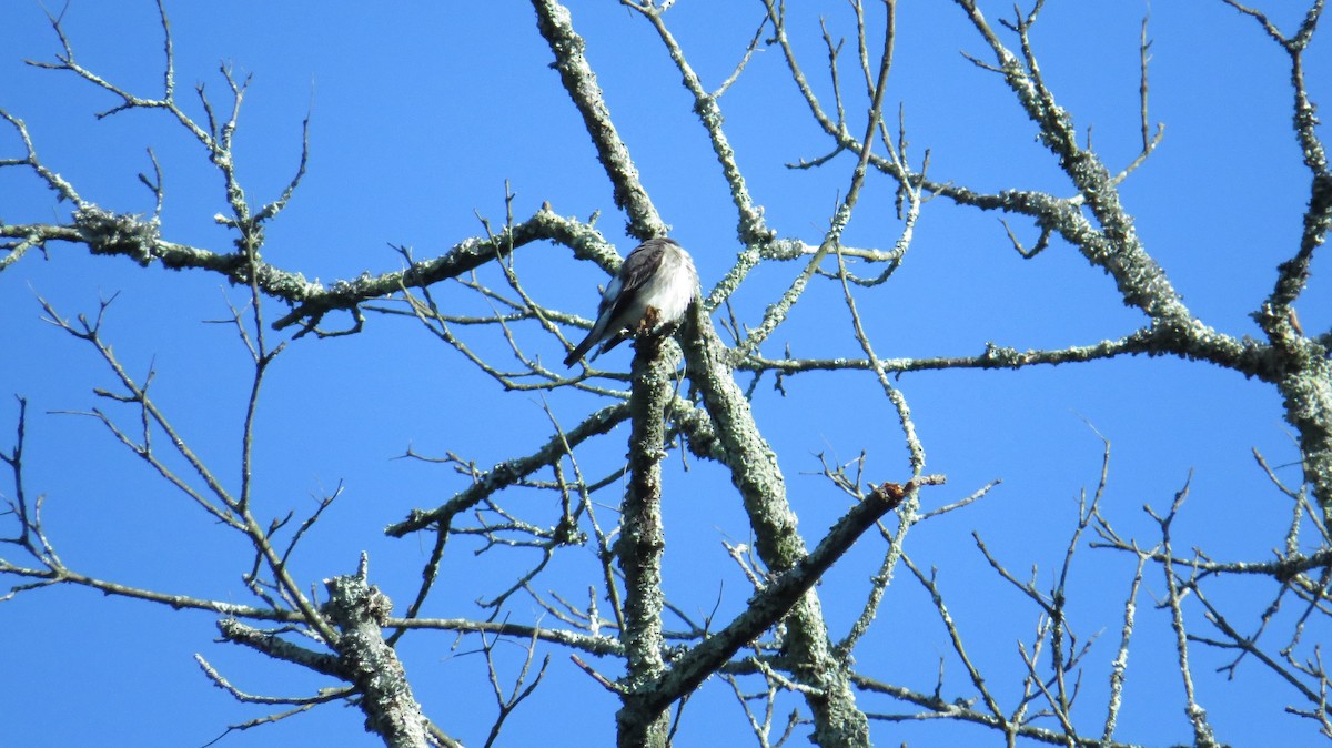 Olive-sided Flycatcher - ML28804141