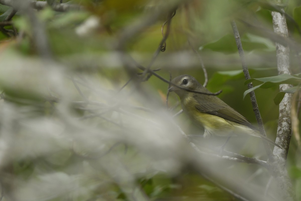 Warbling Vireo (Eastern) - Jonathan Irons