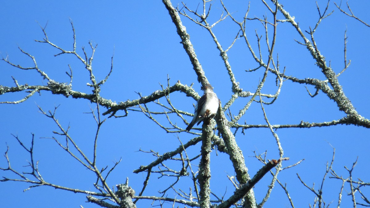 Olive-sided Flycatcher - ML28804151