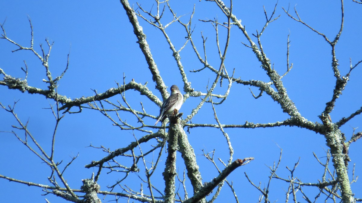 Olive-sided Flycatcher - ML28804161