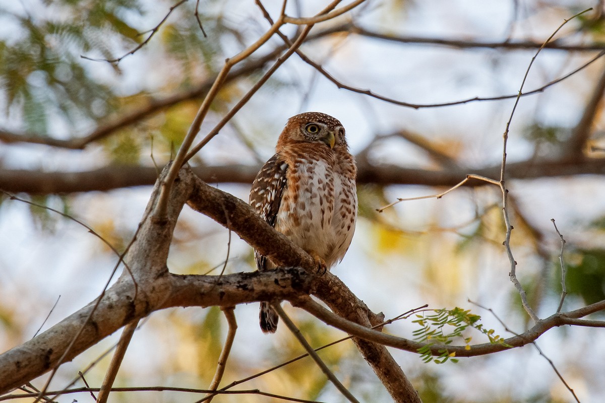 Cuban Pygmy-Owl - ML288041751