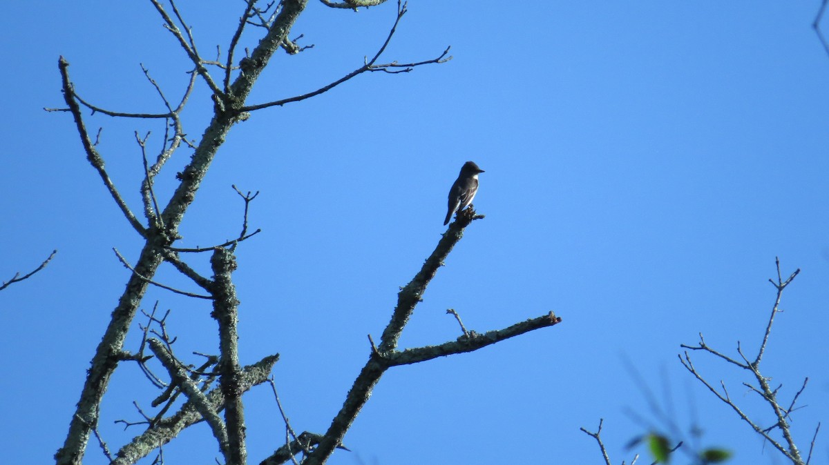 Olive-sided Flycatcher - ML28804181