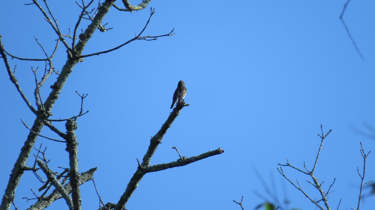 Olive-sided Flycatcher - ML28804191