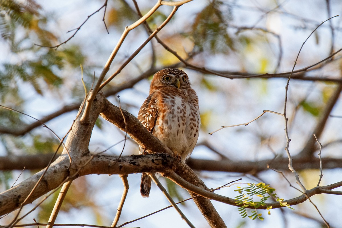 Cuban Pygmy-Owl - ML288041981