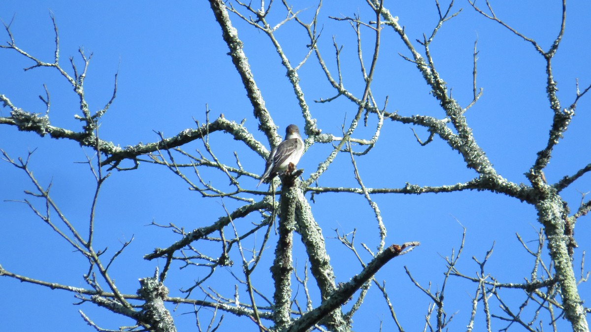 Olive-sided Flycatcher - ML28804201