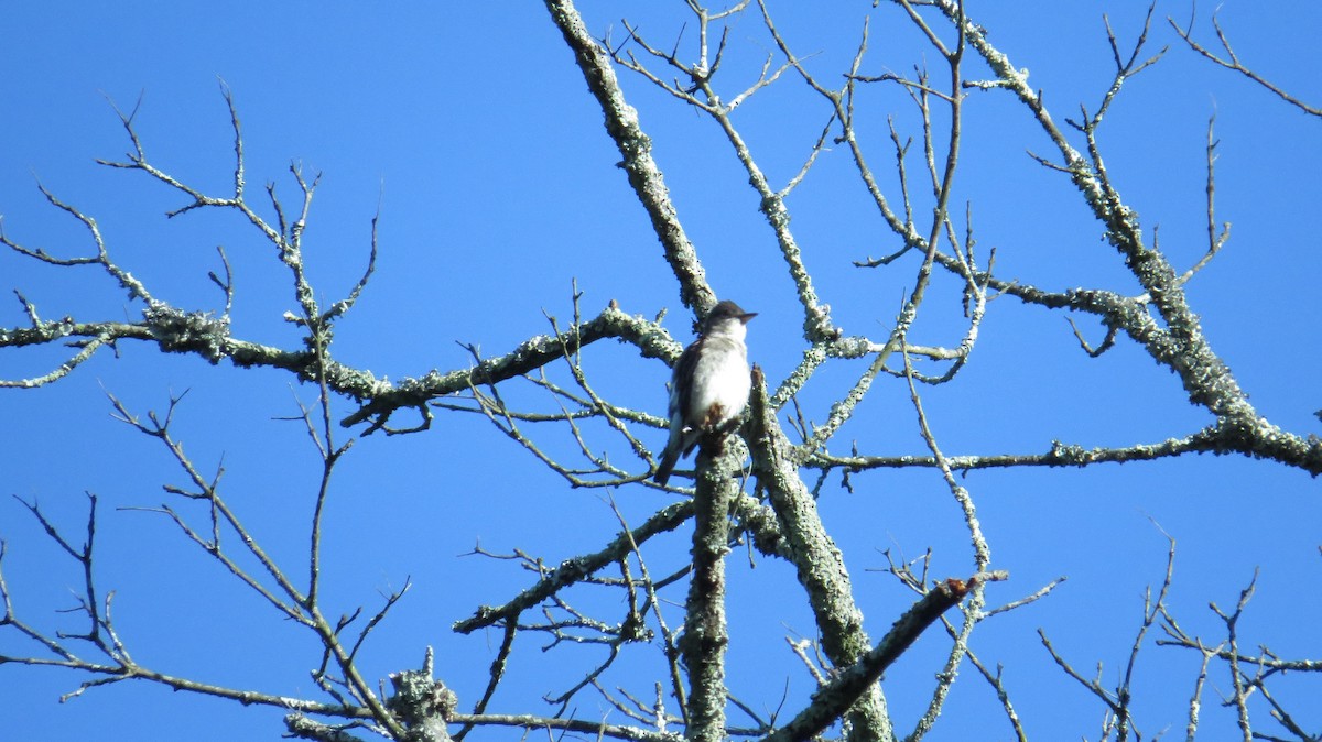 Olive-sided Flycatcher - ML28804211