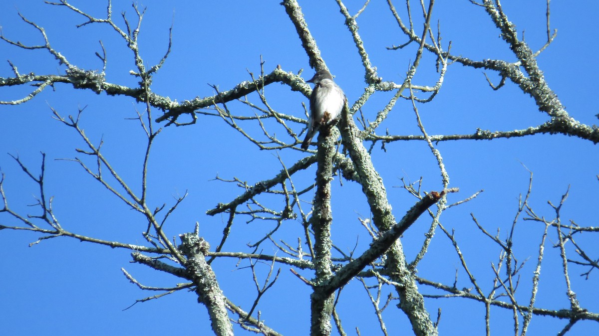 Olive-sided Flycatcher - ML28804221