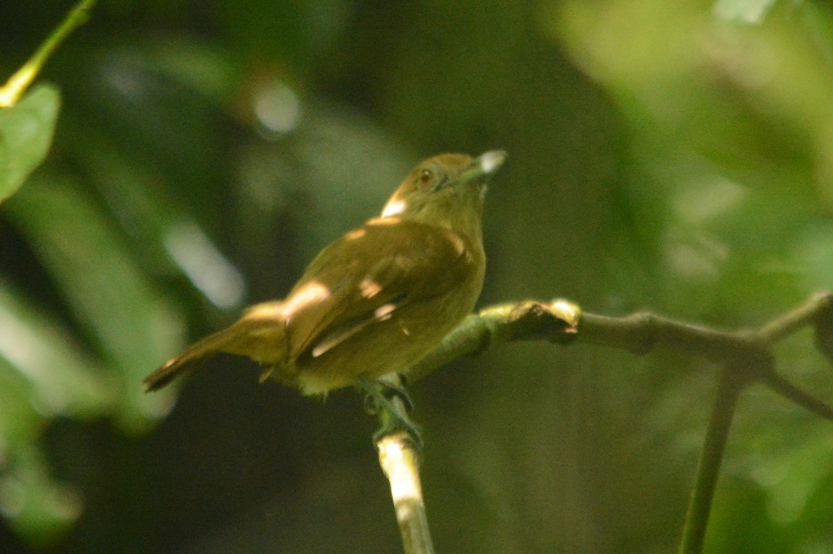 Plain-winged Antshrike - ML288043041