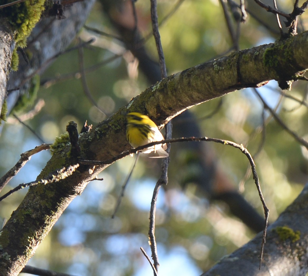 Townsend's Warbler - ML288043071