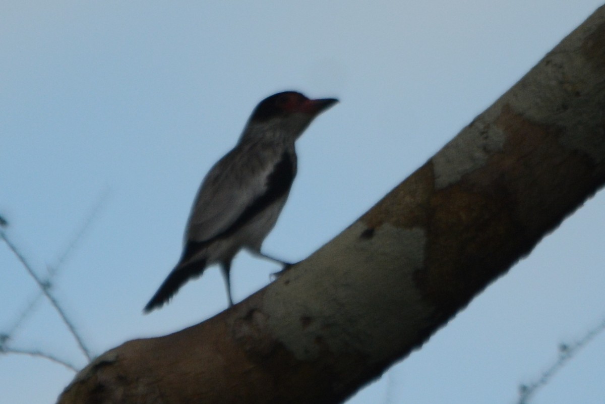 Black-tailed Tityra - ML288043461