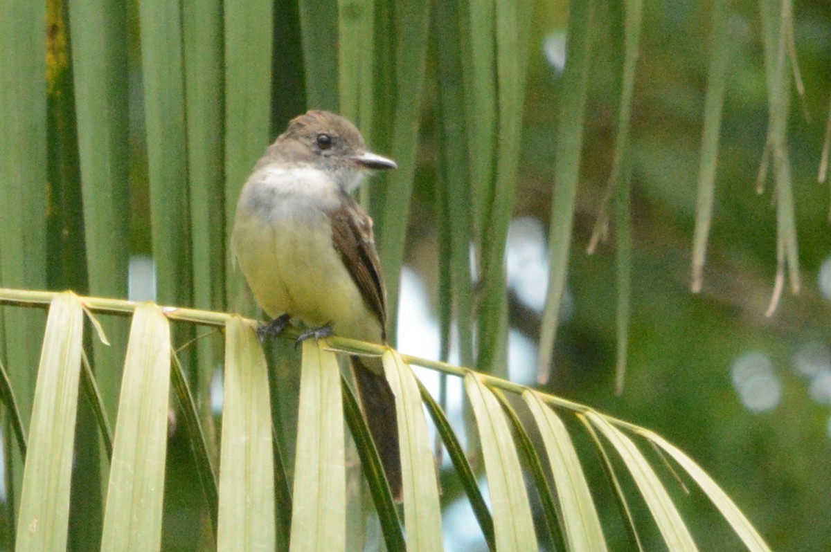 Short-crested Flycatcher - ML288043531