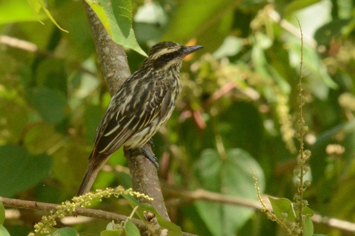 Streaked Flycatcher - ML288043621