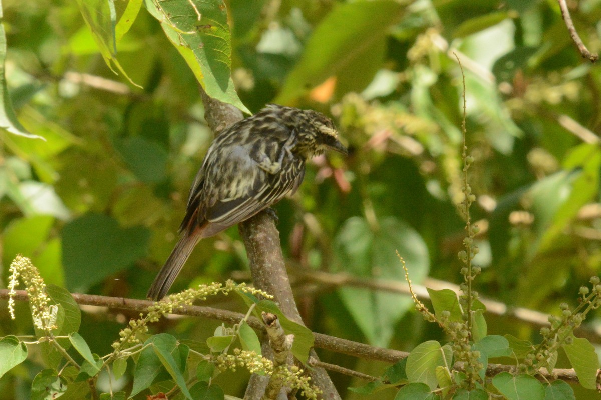 Streaked Flycatcher - ML288043681