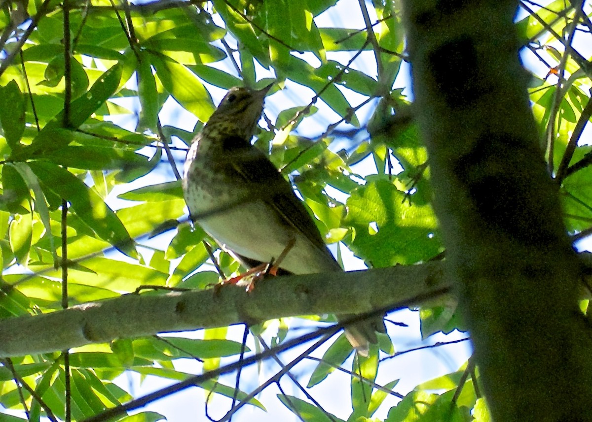 Swainson's Thrush - ML28804501