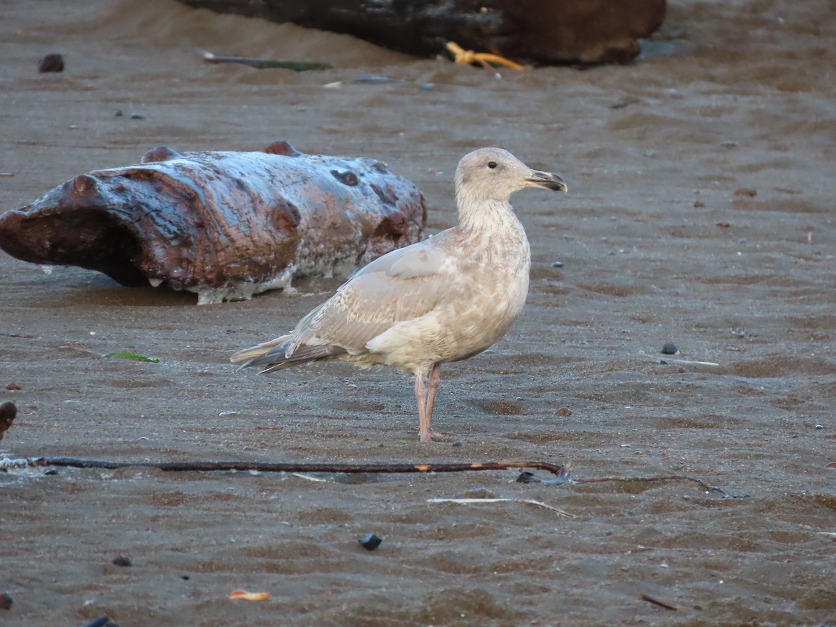 Glaucous-winged Gull - William Legge