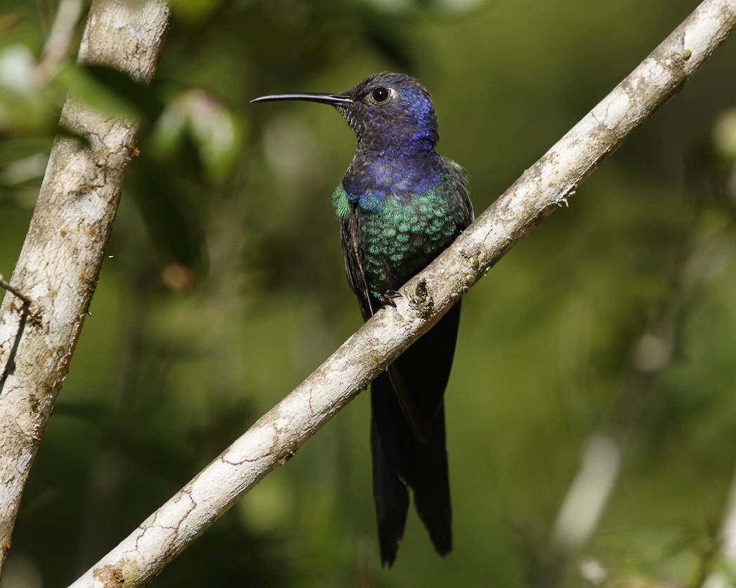 Swallow-tailed Hummingbird - Silvia Faustino Linhares