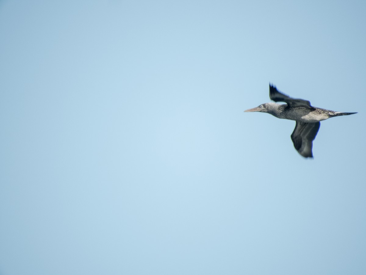Northern Gannet - ML288047741