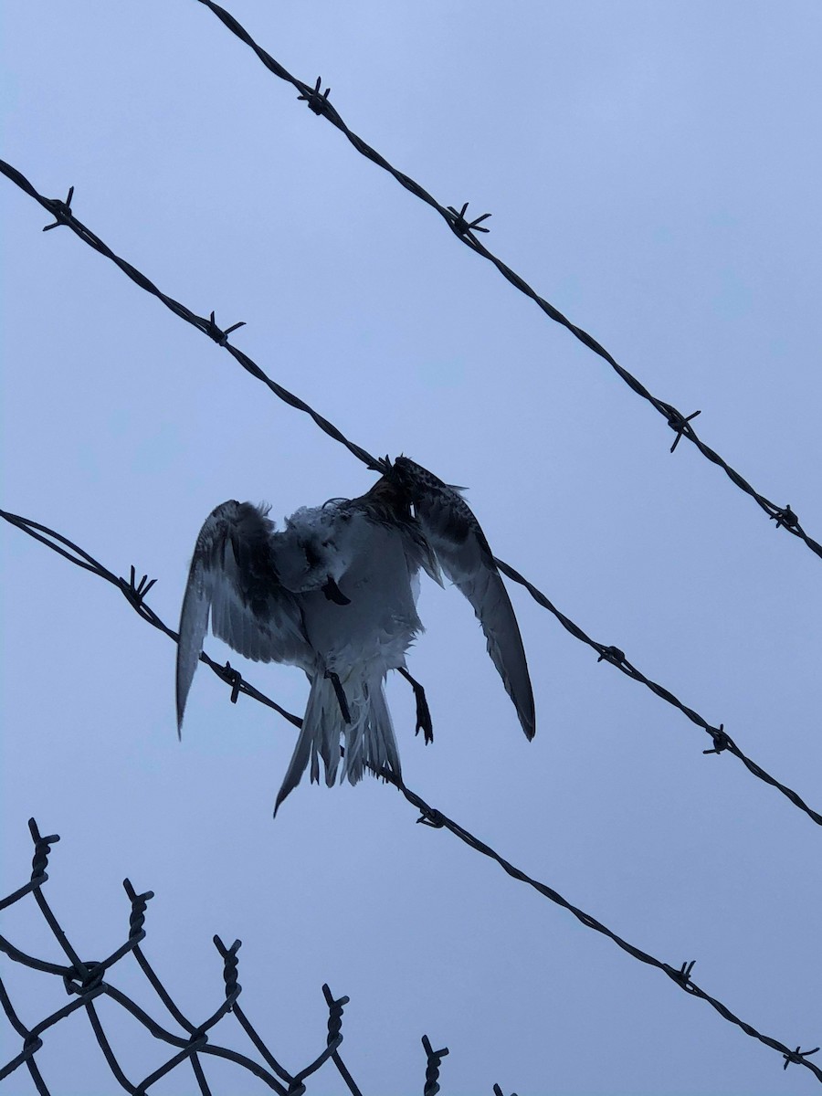 Fork-tailed Storm-Petrel - ML288048111