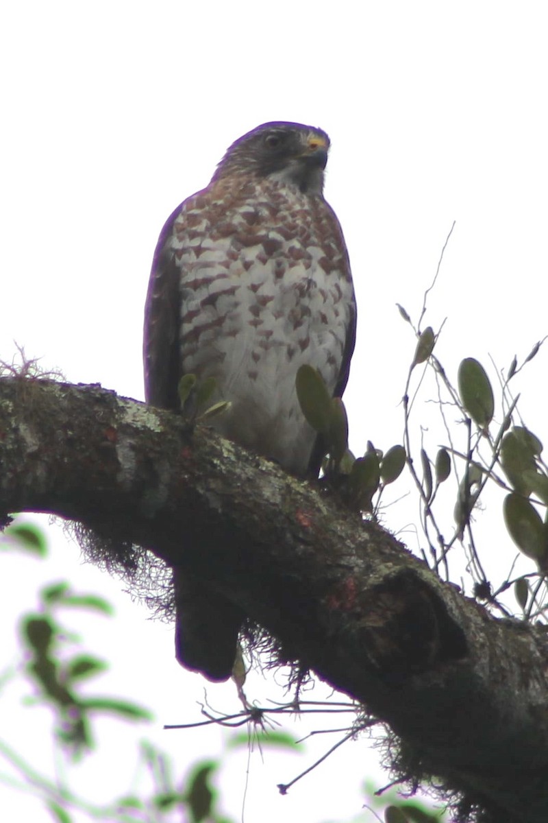 Broad-winged Hawk - ML288048861