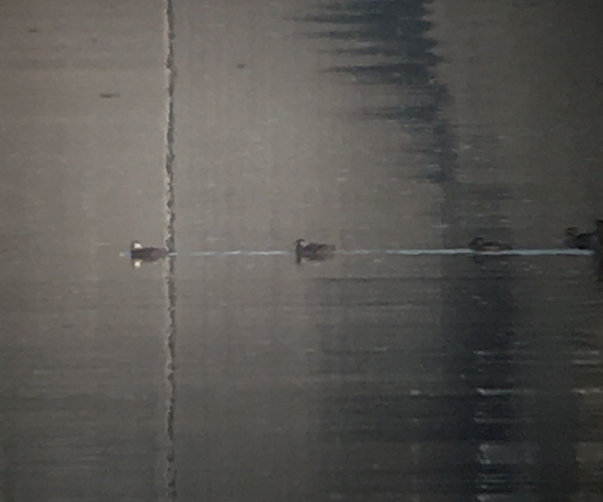 Black Scoter - ML288049661