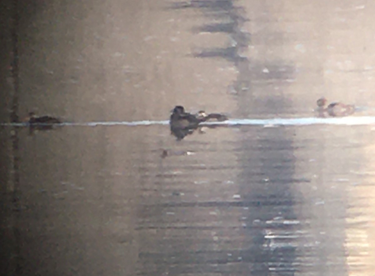 White-winged Scoter - ML288049701