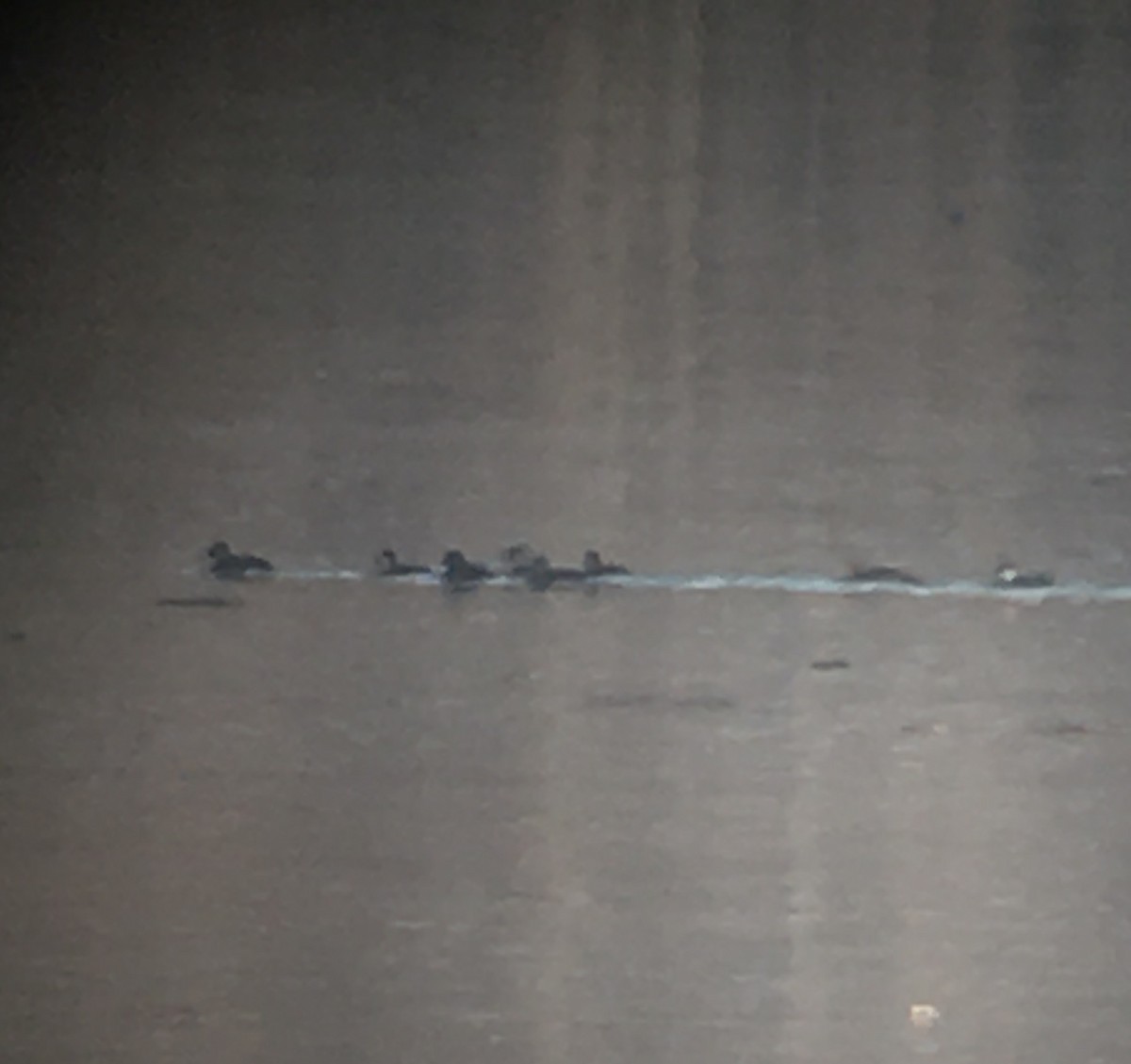 Surf Scoter - ML288049751