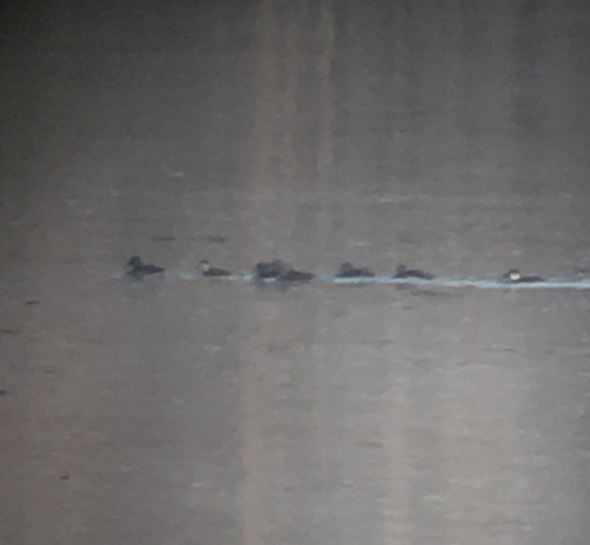 Surf Scoter - ML288049781