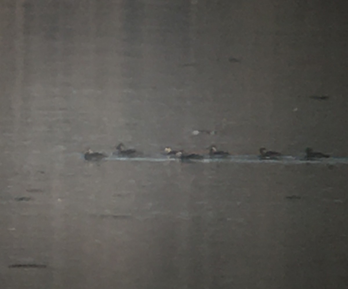 Surf Scoter - ML288049831