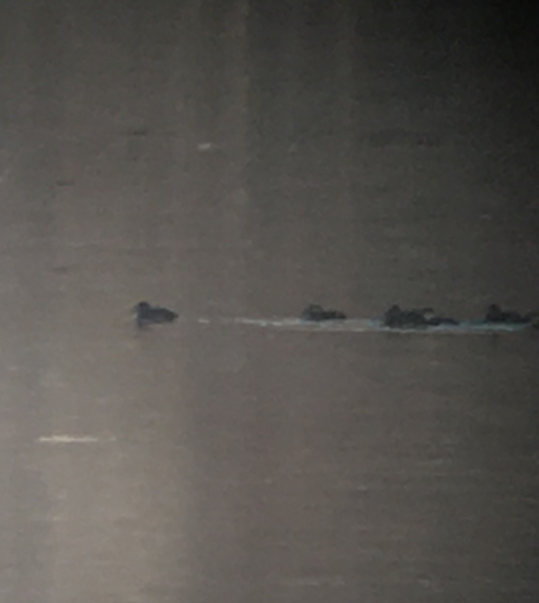 Surf Scoter - ML288049861