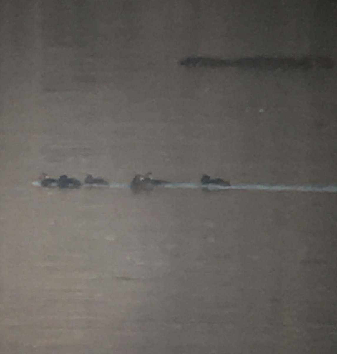 Surf Scoter - ML288049881