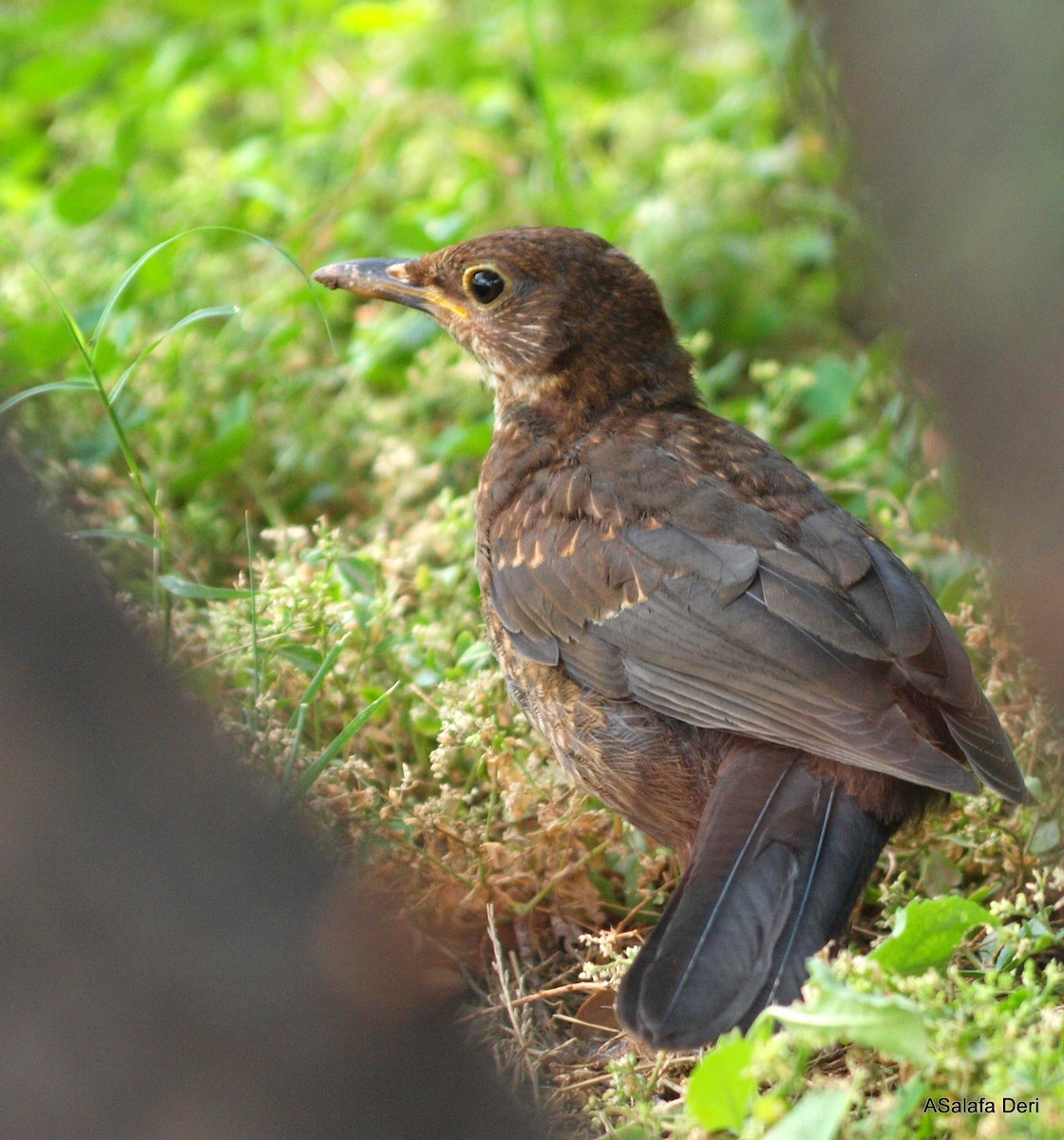 Eurasian Blackbird - Fanis Theofanopoulos (ASalafa Deri)